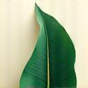 Leaf icon representing sustainability